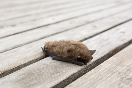 Cute little small brown bat on wooden background in South Tyrol, Italy, Europeの写真素材