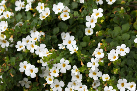 Soft focus of white Ornamental Bacopa flower with yellow pollen (Chaenostoma cordatum)