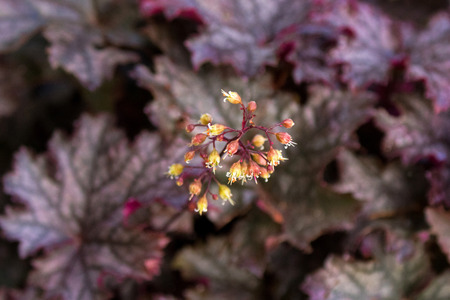 Flower of Coral Bells Alumroot,  ornamental plants with dark purple foliage, selective focus with...
