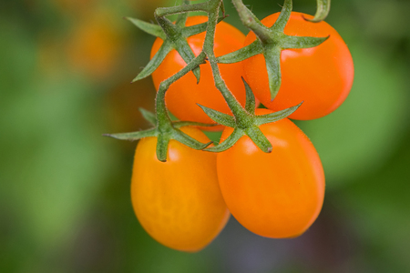 Closeup homegrown ripe orange plum tomato, San Marzano (Santorange) on its vine in Europe, blurred green backgroundの写真素材