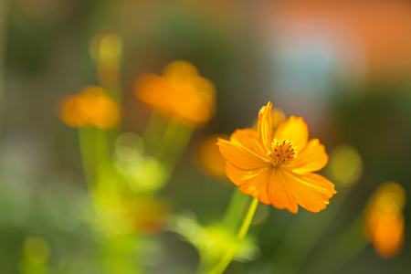 Yellow Cosmos flower, known as Sulfur cosmos with blurred green garden background (Cosmos sulphureus)の写真素材