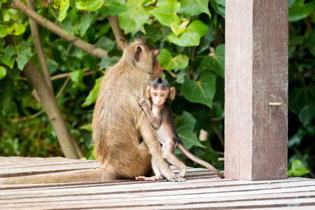 Monkey baby holding mother tightly on wooden board (Long-tailed Macaque, also called Crab-eating Macaque)の写真素材