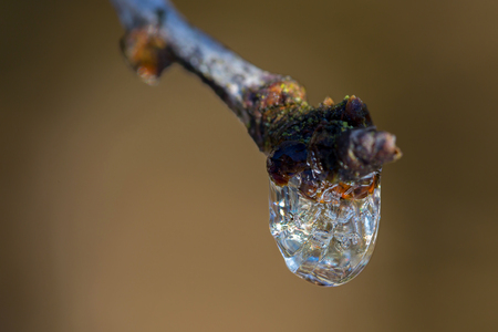 Frozen drop of water dripping from tree branch with blurred background in winterの写真素材