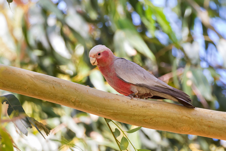 Galah pink gray bird with bare eye rings, male Rose-breasted Cockatoo (Cockie) perching on branch of...