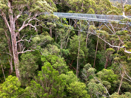 View of Tree Top Walk, suspension bridge 40 meters above the ground level at Valley of the GIANTS at Walpole-Nornalup National Park in the South West region of Western Australiaの写真素材