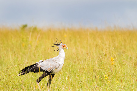 Secretarybird bird with black crest on head, long pink legs and black skirt waling in open grassland at Serengeti National Park in Tanzania, East Africaの写真素材