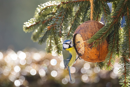 Eurasian Blue Tit bird in blue yellow eating bird feeder in coconut Shell suet treats with Bokeh backgroundの写真素材