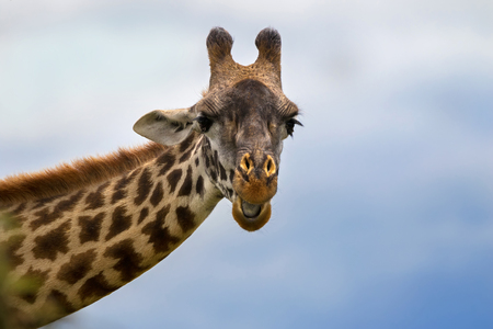 Closeup of African Giraffe face against blue sky background at Serengeti National Park in Tanzania, East Africaの写真素材