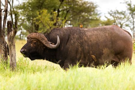 Yellow-billed oxpecker African bird perching on tick infested Cape Buffalo at Serengeti National Park in Tanzania, East Africaの写真素材