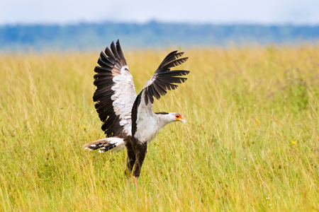 Secretarybird bird with black crest on head, long pink legs and black skirt landing in open grassland at Serengeti National Park in Tanzania, East Africaの写真素材