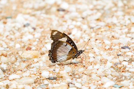 Male Danaid eggfly Butterfly Also called mimic, diadem on sand in Tanzania, East Africa (Hypolimnas misippus)の写真素材