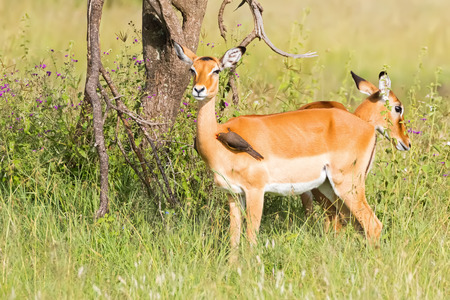 Red-billed oxpecker African bird perching on female Impala at Serengeti National Park in Tanzania, East Africaの写真素材
