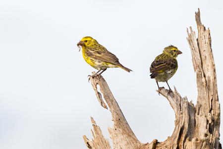 Yellow-crowned Canary birds in yellow with dry plant material to build a nest, perching on dead tree at Serengeti National Park in Tanzania, East Africa (Serinus flavivertex)の写真素材