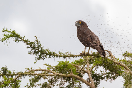 Brown Snake eagle bird of prey with many bugs flying around, perching on thorny tree at Serengeti National Park in Tanzania, East Africa (Circaetus cinereus)の写真素材