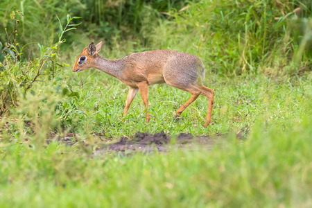 Small antelope, Dik-dik walking to bush at Serengeti National Park in Tanzania, East Africaの写真素材