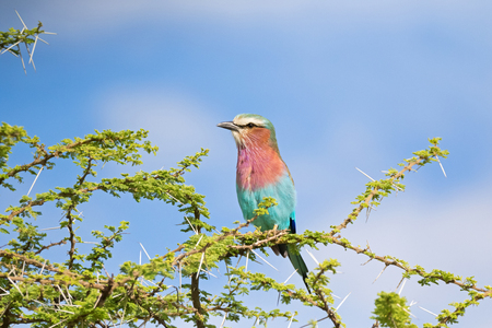 Lilac Breasted Roller bird perching on thorny branch with blue sky background at Serengeti National Park in Tanzania, East Africaの写真素材