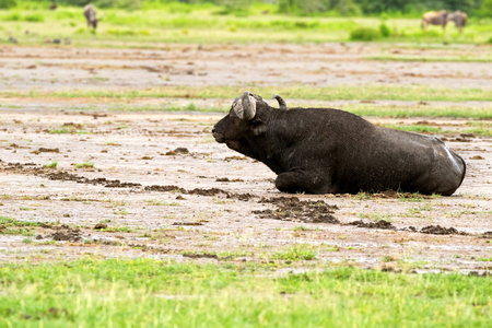 Cape Buffalo, African Buffalo sitting on wet muddy ground at Serengeti National Park in Tanzania, East Africaの写真素材