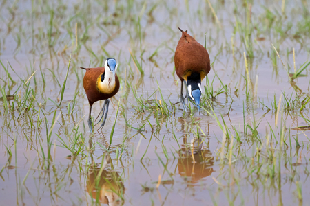 African jacana bird with chestnut plumage, blue shield on forehead walking on shallow water at Lake Manyara in Tanzania, East Africa (Actophilornis africanus)の写真素材