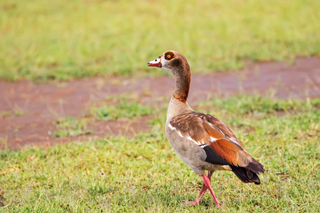 Egyptian Goose with orange red legs, dark brown patch around eyes walking on grass at Lake Manyara in Tanzania, East Africa (Alopochen aegyptiaca)の写真素材