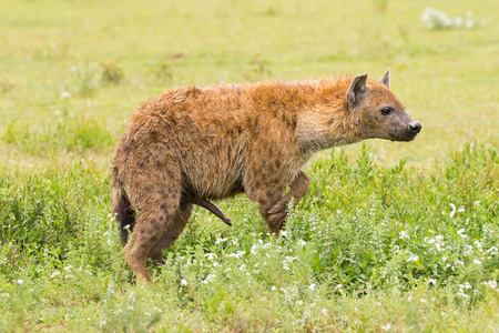 Side of Spotted hyena, Laughing hyena standing on grass at Serengeti National Park in Tanzania, East Africa (Crocuta crocuta)の写真素材
