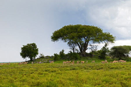 Herd of antelope Thomson's gazelle, Grant's gazelle, African animal feeding at small hill kopje at Serengeti National Park in Tanzania, East Africaの写真素材