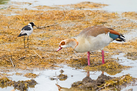 Egyptian Goose with teal speculum with Blacksmith lapwing (Blacksmith plover) wading in wet land at Serengeti National Park in Tanzania, East Africaの写真素材