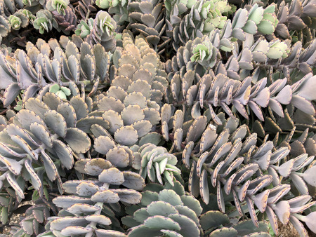 Closeup of Kalanchoe plant in green growing in Tanzania, Africaの写真素材