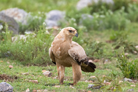 Tawny eagle bird of prey on green meadow at Serengeti National Park in Tanzania, East Africaの写真素材