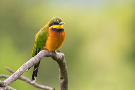 Cinnamon chested Bee eater bird in green orange perching on branch at Ngorongoro Crater in Tanzania, East Africa (Merops oreobates)の写真素材
