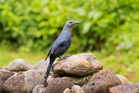 Side of Red-winged Starling black bird perching on stone at Ngorongoro Crater, Arusha, Tanzania, East Africa (Onychognathus morio)の写真素材