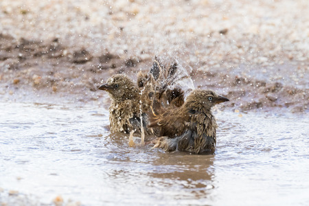 Rufous-tailed Weaver birds shower bathing in small pothole on street at Serengeti National Park in Tanzania, East Africa (Histurgops ruficauda)の写真素材