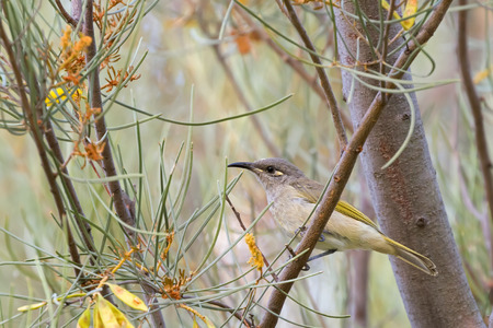 Brown Honeyeater bird with yellow tuft behind eye perching on branch in forest, Western Australia (Lichmera indistincta)の写真素材