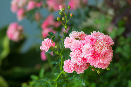Home grown Miniature rose flower in pink growing in garden in Europeの写真素材