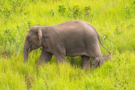 Big mother elephant walking with her young small baby in high green grass, forest at Khao Yai, Nakhon Ratchasima, Korat, Thailandの写真素材