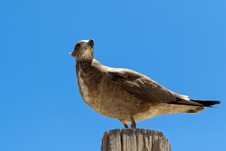 Pacific Gull standing on wood against blue sky in Australia (Larus pacificus)
