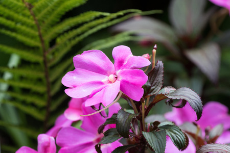 Pink magenta flower of Impatiens flower with purple green toothed leaves growing in garden (Impatiens walleriana)の写真素材