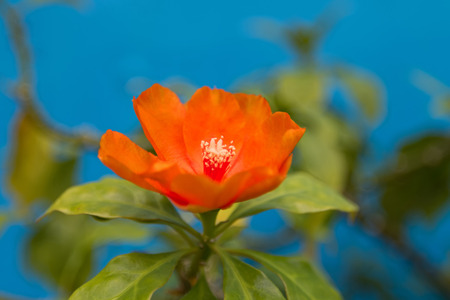 Closeup orange flower of Rose cactus, also called Wax rose, leafy cactus with blurred background (Pereskia bleo)の写真素材