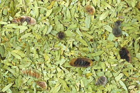 Dried leaves and pods of Senna to make tea to help relieve constipation, promote weight lossの写真素材
