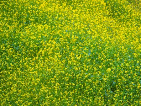 Yellow green flowers field of mustard plants growing in Dhulikhel, Nepalの写真素材