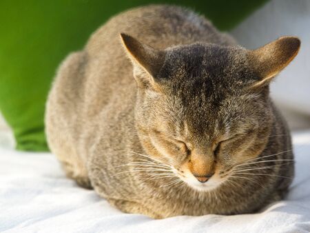 Cute brown cat resting on white cushion, eyes closed in the morningの写真素材
