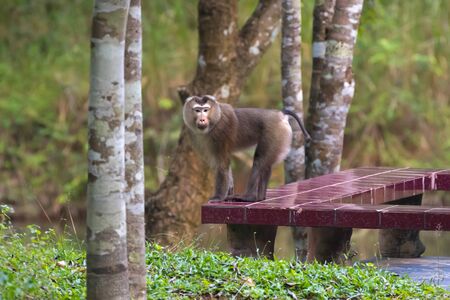 Wild monkey visiting people home standing on terrace in forest at Khao Yai National Park, Thailandの写真素材