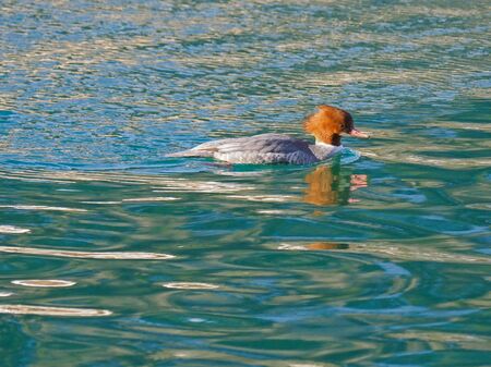 Female Goosander duck with reddish-brown head, white chin, red bill swimming in green lake in Austria, Europe (Mergus merganser)の写真素材