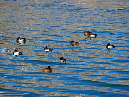 A flock of tufted duck, diving duck in black white with yellow eyes floating in green lake in Austria, Europe (Aythya fuligula)の写真素材