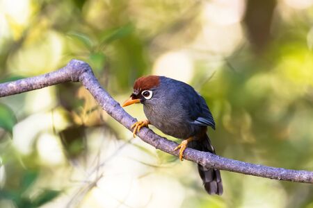 Chestnut-capped Laughingthrush bird, known as the spectacled laughingthrush with white eye ring, gray plumage and orange brown cap found at Fraserâs hill, Malaysia, Asia (Garrulax mitratus)の写真素材