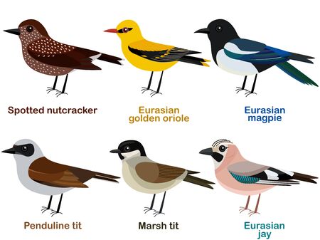 Vector illustration set of cute European bird cartoons - Spotted nutcracker, Eurasian golden oriole, Marsh tit, Eurasian magpie, Penduline tit, Eurasian jayのイラスト素材