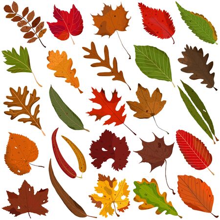 Hand drawn Autumn leaf, colorful illustration vector of orange red green leaves doodle elements on whiteのイラスト素材