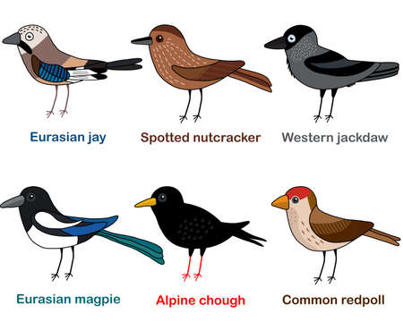 Cute bird vector illustration set, Jay, Nutcracker, Jackdaw, Magpie, Chough, Redpoll, Colorful European bird cartoon collectionのイラスト素材