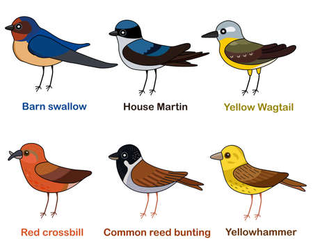 Cute bird vector illustration set, Swallow, Martin, Wagtail, Crossbill, Reed bunting, Yellowhammer, Colorful European bird cartoon collectionのイラスト素材