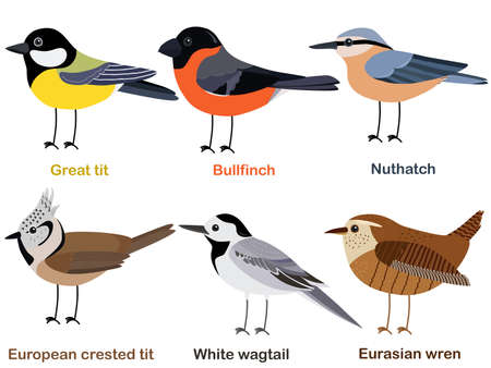 Cute bird vector illustration set, Great tit, Nuthatch, Bullfinch, White wagtail, Eurasian wren, European, crested tit, Colorful European bird cartoon collectionのイラスト素材