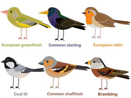 Cute bird vector illustration set, Greenfinch, Robin, Starling, Chaffinch, Coal tit, Brambling, Colorful European bird cartoon collectionのイラスト素材